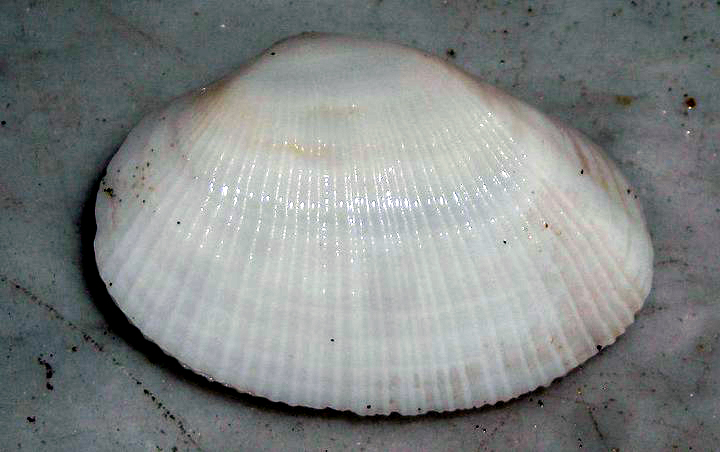Eastonia rugosa